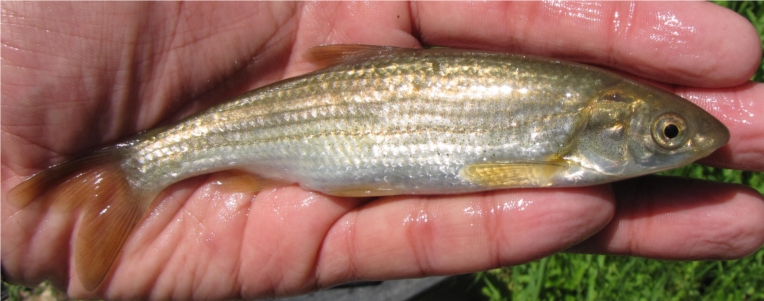 Peixos (Ittiofauna catalana II)